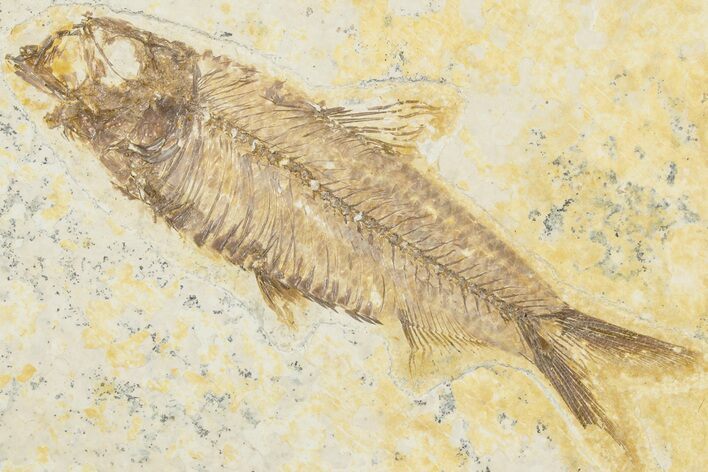 3.6" Detailed Fossil Fish (Knightia) - Wyoming